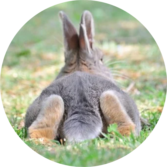 BunnyBox background